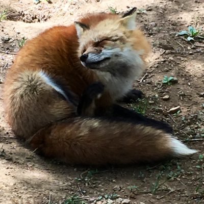 もふもふしたものが好き とくにきつね🦊