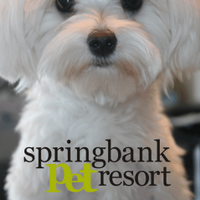 SpringbankPetResort (@spresort) 's Twitter Profile