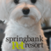 SpringbankPetResort (@spresort) Twitter profile photo