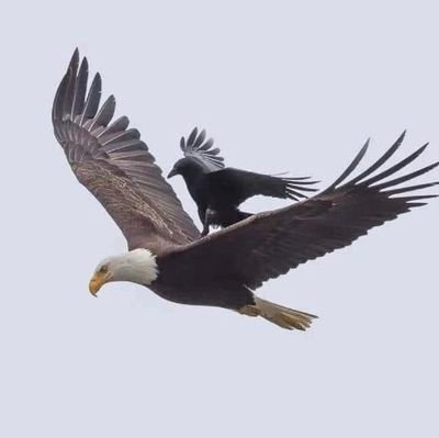 IconAziz's profile picture. .