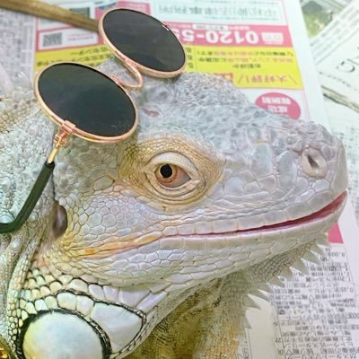 ブルーイグアナのブルーちゃん(♂)を中心にツイート中。爬虫類飼育している方に反応しちゃいます！基本的にお話しした事ない方の鍵アカでのフォローは、申し訳ございませんがブロックしてます。鍵アカじゃない方は大歓迎です✨趣味はポケモン！