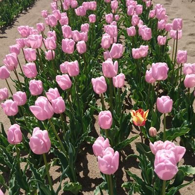 RyuRinRin2023's profile picture. 「いつか」は永遠に来いせんちゃ！
夢があるなら動けっちゃ！