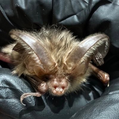 Notts Bat Group