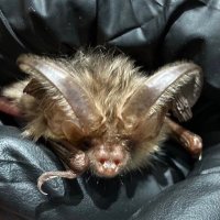 Notts Bat Group (@nottsbatgroup) 's Twitter Profile