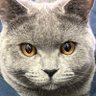 burikaikun's profile picture. 2歳のブリティッシュショートヘア(オス)カイの日常を載せていこうと思います！！猫好きさんやブリティッシュショートヘア好きな方は見てってくださいฅ(=･ω･=)ฅﾆｬｰ 猫好きさんと繋がりたいと思ってますので宜しくお願いします！無言フォロー失礼します。