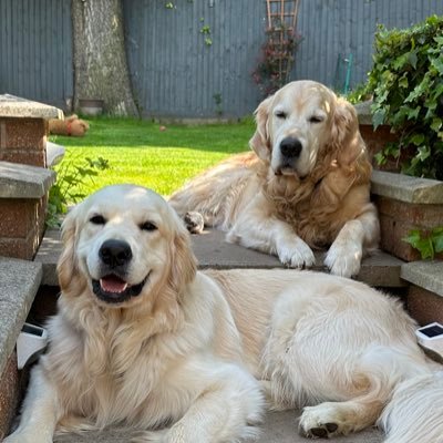 Two Golden Retrievers who love life. Always have a smile on their face, Always Happy, Always Busy -Also on Instagram at Alfiethedoggo_