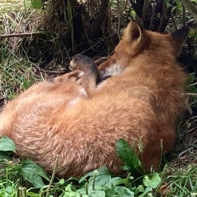 aaaooo_genshin's profile picture. ポケモン 原神  ブルアカ　スタレ　凹凸世界　ALNST