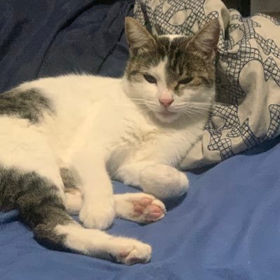 MangoSean001's profile picture. any pronouns