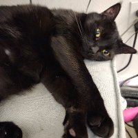 KittenCatAubrey (@cheshrkitn) 's Twitter Profile Photo KittenCatAubrey (@cheshrkitn) 's Twitter Profile Photo