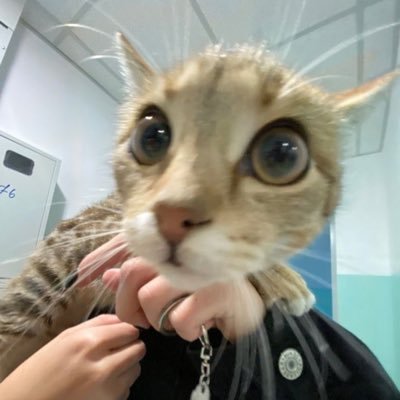 pet34095's profile picture. Web3.0||Influencer||Enthusiast||BΞll team worker||active researcher||Ambassador