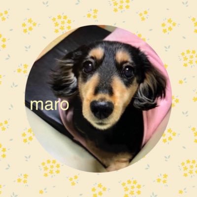 愛犬MDマロさん♀2005.03.22～2019.10.09 14歳半で虹の橋へ🌈 胴長短足、Hawaii、鎌倉江ノ島が好き、釣り🎣✨旦那は東京↔鹿児島✨志高く✨C&C Crewです… #レオパードゲッコー 🌼ひな♀2021.4月18生2022.12月お迎え🌼れお♂2021年？月生🌼2023.5月13日お迎え