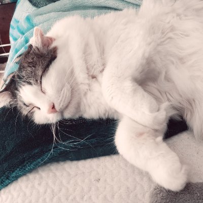 nocturnal_scorn's profile picture. 