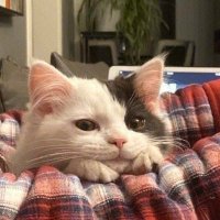 OwO_DB (@barskaa_d) 's Twitter Profile