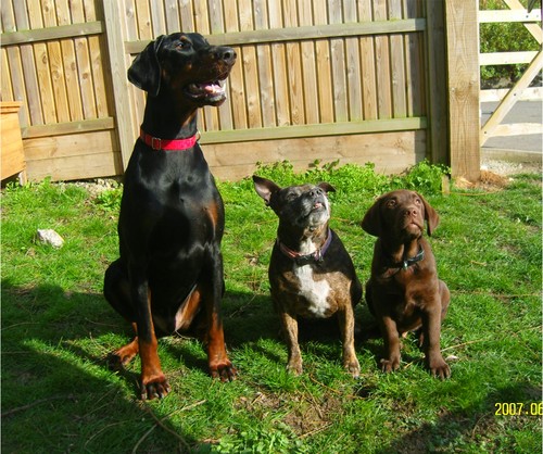 We are a non profit animal charity founded in 1961.  We rescue and rehome all types of animals. We rely entirley on public donations.