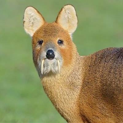 사(회성) 기(르는) 고라니 김찌까さんのプロフィール画像