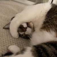 J (@apexalbon) 's Twitter Profile Photo J (@apexalbon) 's Twitter Profile Photo