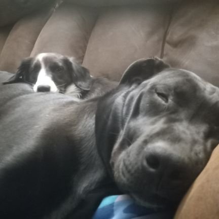 fcbeattie's profile picture. Ultracrepedarian, Conservative, Army vet, not afraid to challenge the status quo.