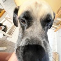 s0Va (@s0va_ml) 's Twitter Profile