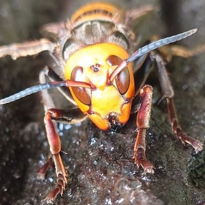 皆さん、初めまして
私は蜂と生きる者です。
主に蜂に関することや…物語を
投稿していきたいと思います
リツイート…いいね…無言フォロー…フォロー
動画や画像などご自由にお使いくださいませ
このアカウントでは何をしても
自由なアカウントですので…
皆さんにお任せ致します。
どうぞ宜しくお願い致します。