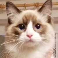 Dawerko (@dawerkolol) 's Twitter Profile