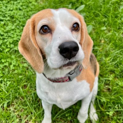 Tyrrell 2007 - 2022 Much Loved and never forgotten. Fursista @TinkPugland take care of our mums Tink. 😉 #Beagle Bug Club. Zoe 8 yr old rescue beagle from BFA.