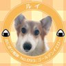 rui_rui0221's profile picture. (🐶)：Rui ♂ Welsh Corgi 保護犬 🎂2018.02.21 / 🏠2021.11.15 (🐰)：Coo ♂ Netherland Dwarf 🎂2023.02.?? / 🏠2023.06.01 (🐰)：Cocoa ♂ Nether × Mini 🌈2021.09.06