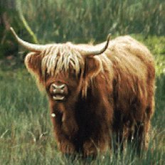 Jeb (highland cow/yak imposter/OnlyFans model).  Hangs around YakMan, a growing content creator on many platforms.  Please report sightings to the links below!