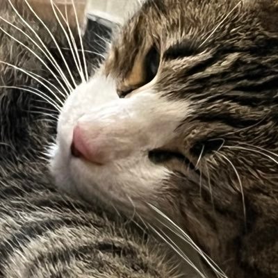 rokisan76's profile picture. Java勉強中の高校生のサブ垢です。Java関連の勉強内容ツイートしよかなと考えてます。