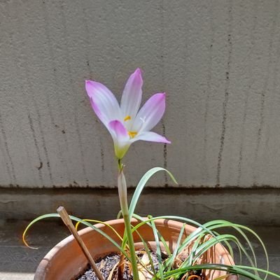 warabisilver's profile picture. 昭和アニメ・特撮・時代劇と日本酒好き、れいわ新選組応援。お借りした画像・ハッシュタグ感謝です。