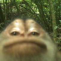 str4wbrryeoiz's profile picture. i love my new era