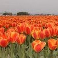 alguard2222 (@alguard2222) Twitter profile photo