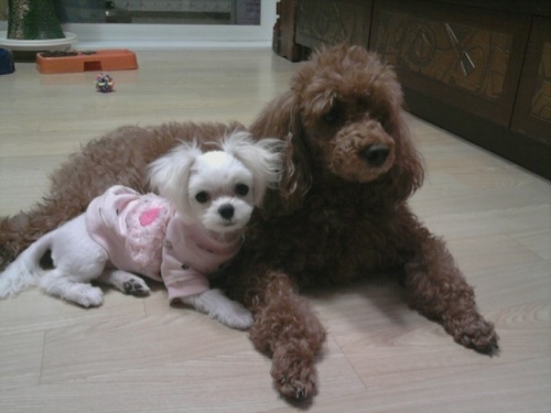 커뮤니케이션/유희열/윤상/라디오/내사람/강아지/고양이/동물/일산/미드/드라마/산책/등산/여행/인도/제주도/바람부는날 산책하는게 난 참 좋더라~