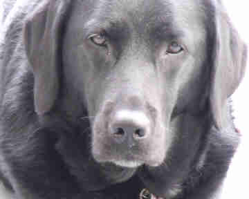 rcc1955's profile picture. 