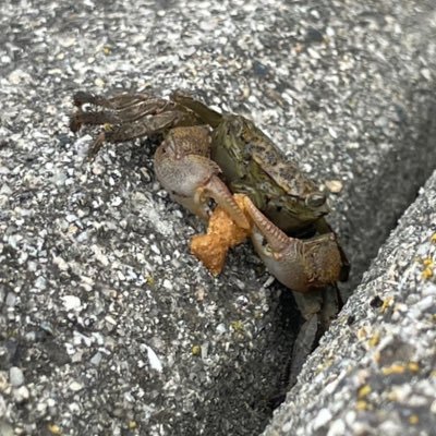 釣りアウトドア系垢/根魚メイン超マルチアングラー/ピーターパン症候群/TULALA/山陰広島エリア遠征頻度高め/インスタ感覚画像多め/ルアー収集癖あり/釣果情報/釣り具情報/ローカル情報など… /車/バイク/爬虫類/昆虫/キャンプ/車中泊/ アコウ/メバル/ヒラメ/青物/イカ/エリアトラウト/バス/ライナマ/小物釣り/