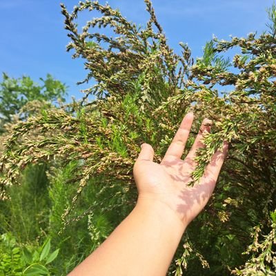 frentysiallagan's profile picture. Akun Baru 
@frentysiallagan1 suspend @madubanggarr2 suspend 
tidak multi account yah