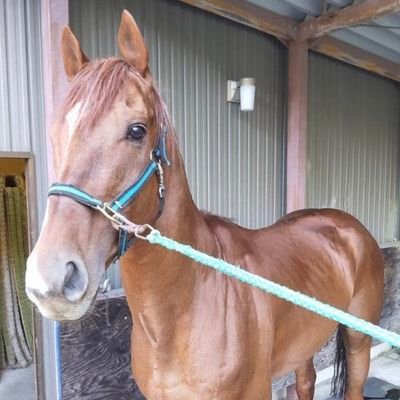 馬を愛してやみません✨多度の上げ馬絶対反対‼️競走馬1頭と引退馬２頭の1口馬主してます
頑張った競走馬１頭でも多く穏やかなセカンドライフを‼️できることからコツコツやっていきます🙋