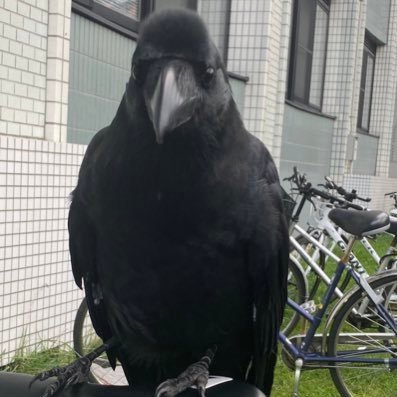 kunSHIN_HU's profile picture. 北大工学部→情報科学院の外国人/AP/Vision Pro/XR