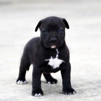 Adorable puppy (@tinypuppyy) 's Twitter Profile
