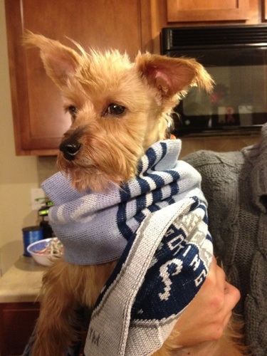 SirWinston2007's profile picture. I'm adorable and I'm spoiled.  Addicted to eating treats & sleeping.  I have a busy social life and the best mommy ever.  I also love Sporting KC!