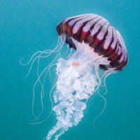 jelly (@floatlikeajelly) 's Twitter Profile