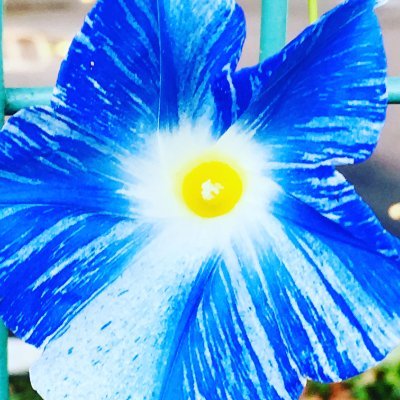 花と鳥が好きで、俳句をやっています。感想、添削、外国語翻訳等の引用リポスト大歓迎!noteもやってるよ!https://t.co/gMpeKvFwpM💖✨