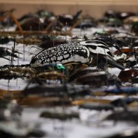 Invertebrate Diversity and Phylogenetics Group (@ento_phylog_div) 's Twitter Profile