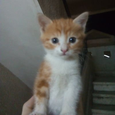 mody_732's profile picture. gub gub

#MdoyLegit