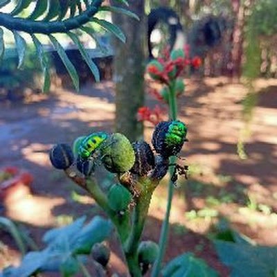 ALENPR2244's profile picture. 