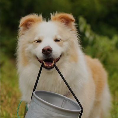 PhD. in Literature; Translation Studies; Lecturer at Ocean University of China; Member of CICST(国家翻译协同创新中心); Love Dogs and Cats