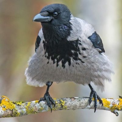 Rohkeasti omalla linjalla! Tehdasasetuksina aina asiallisuus🌈☮️😎🐱
Ylpeä työläistaustasta ja varis kuplastaan. Somevaikuttaja vailla vertaa, 
läskinäppinen!