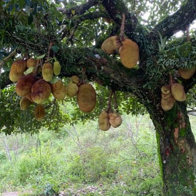 DaniComunic's profile picture. Uma metamorfose ambulante...