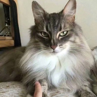 WellingtonSteak's profile picture. 🇺🇸 - 🇨🇦