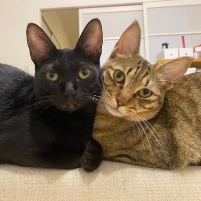 猫好き人間です！元保護猫2匹🐱黒猫はゆきぴ♂。キジトラはれんぴ♀。生後2ヶ月の2匹と譲渡会で出会って2021/12-12から一緒に住み始め、毎日癒されています！2匹の成長を投稿しています♪猫好きの方、気軽にフォローしてください🐱無言フォローお許しください😣