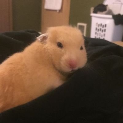 atothez_san3's profile picture. 구독계 잡탕계 일상계 혼잣말 계정